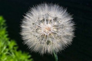 Create meme: dandelion flower, dandelion