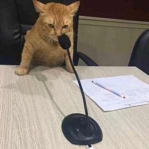 Создать мем: кошка симба, камерофон, важный кот