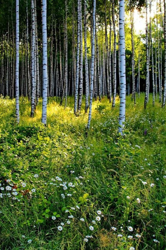 Create meme: birch grove navlya, birch forest, aspen forest