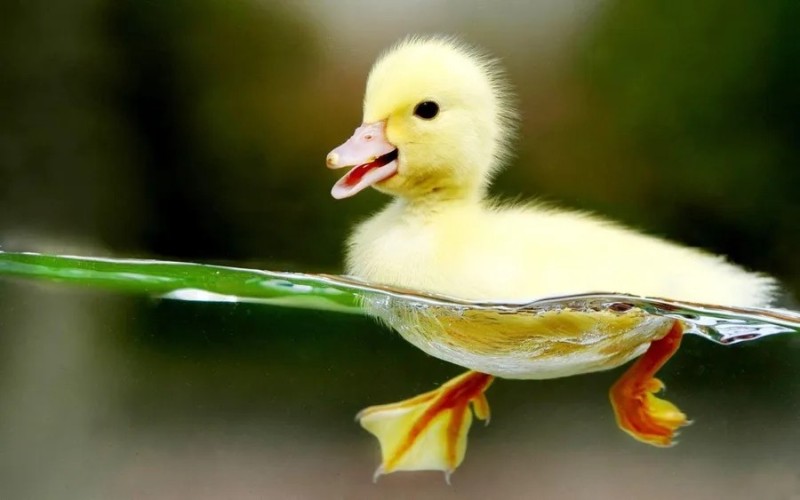 Create meme: little ducklings, duck duckling, duck 