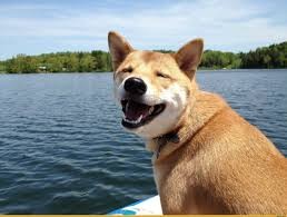 Создать мем: smile dog, собака улыбака, люблю собак