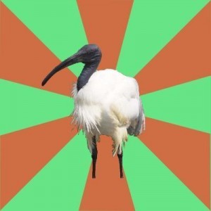 Создать мем: goose, rooster, птица
