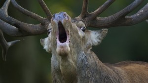 Create meme: red deer, horned deer, deer