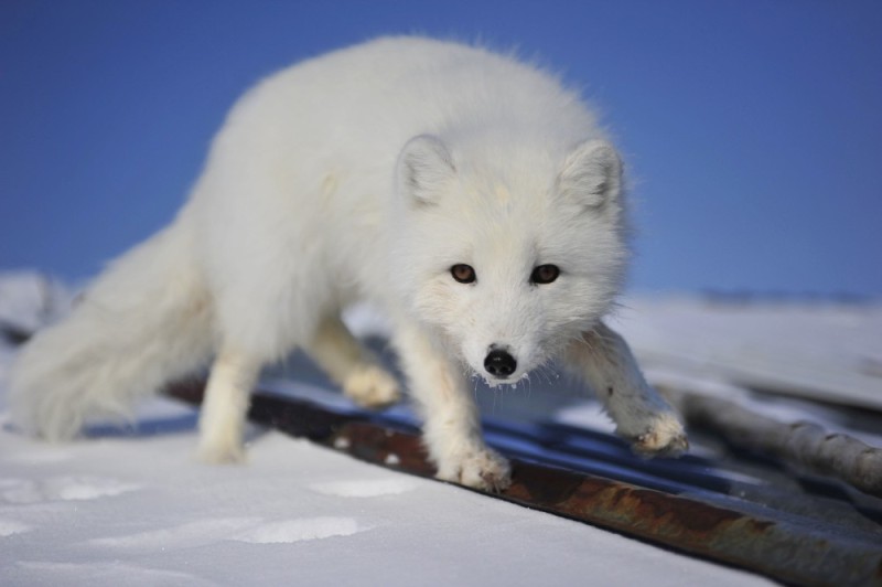 Create meme: white arctic fox, the arctic fox is blue, polar fox
