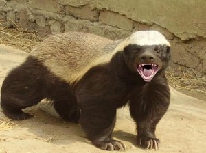 Create meme: honey badger