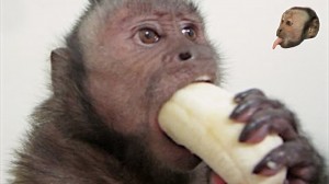 Создать мем: обезьянки, обезьяна ест банан, обезьяна бурый капуцин