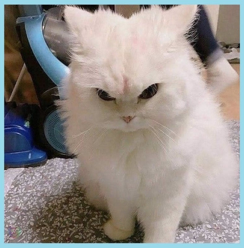Create meme: Persian cat , meme cat , cat 