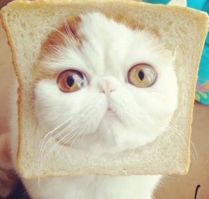 Create meme: Snoopy the cat in bread, cat in bread, cat Snoopy
