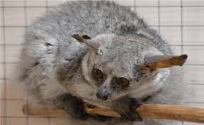 Create meme: mouse lemur, raccoon, animal