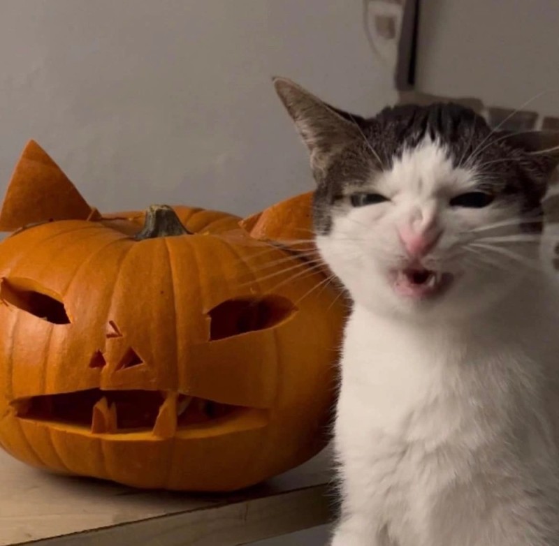 Create meme: animals funny , cat funny , halloween pumpkin 