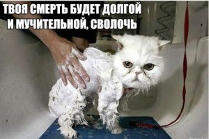 Создать мем: Кошка, кот, мокрый кот