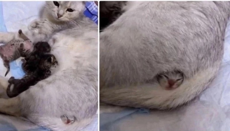 Create meme: childbirth in a cat, cat , cat kitten