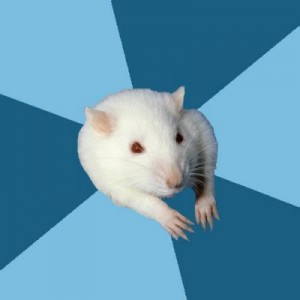 Create meme: rat, Psychology Major Rat