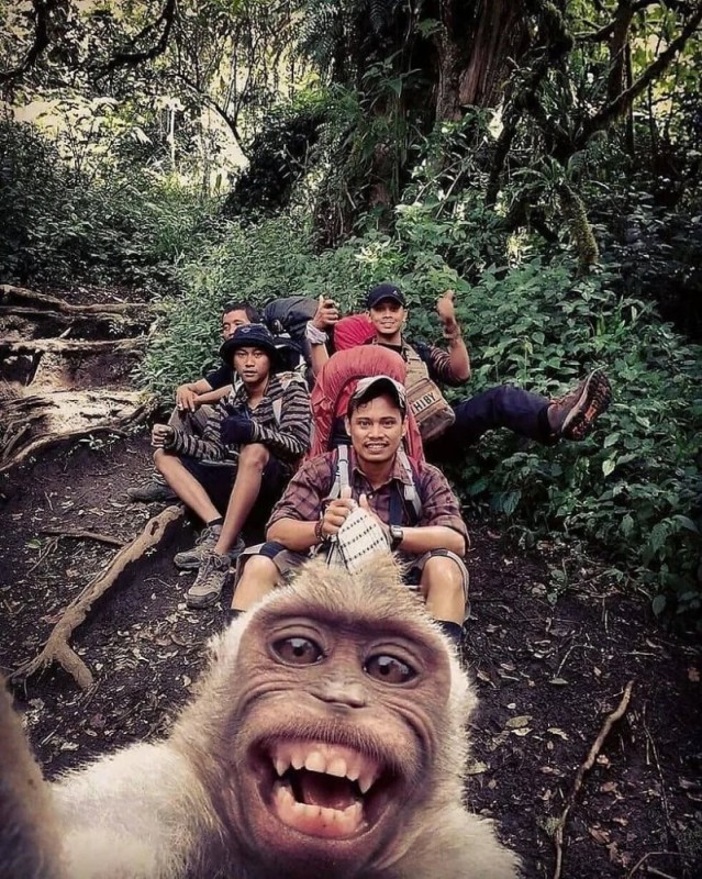 Create meme: funny monkey , selfie monkey, funny selfie animals