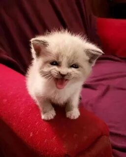 Создать мем: котята милые, улыбающийся котенок, маленький котик