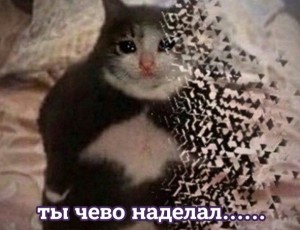 Создать мем: мем кошка, плачущий кот, кот