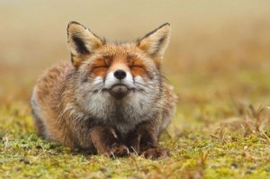 Create meme: red Fox, chanterelle, fox
