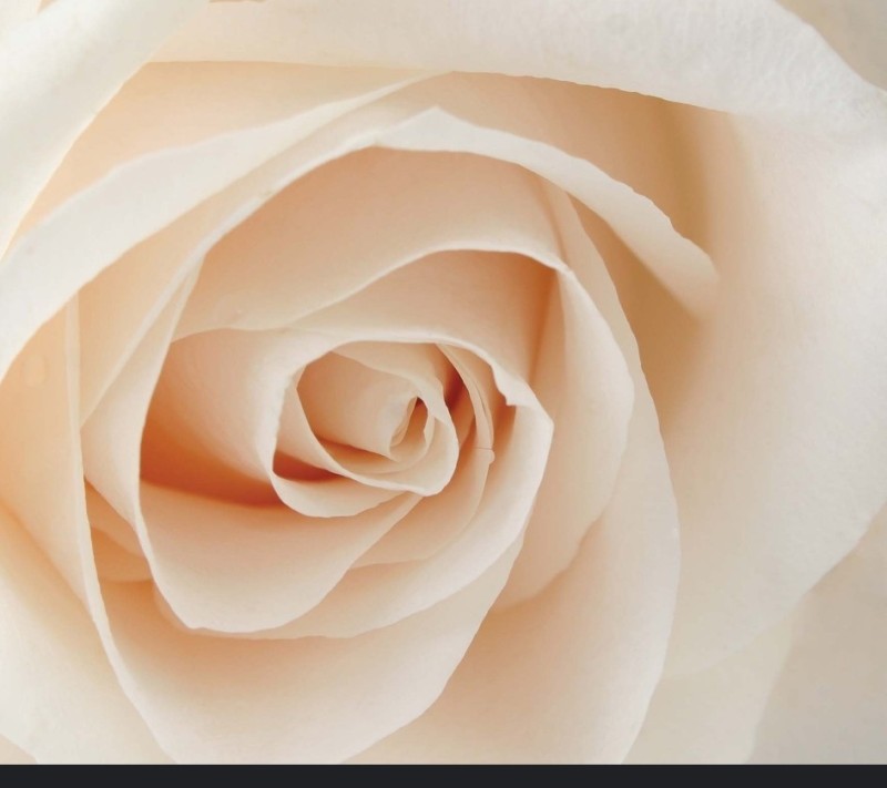 Создать мем: нежные белые розы, розы кремового цвета, роза белая