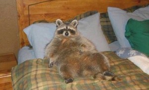 Create meme: raccoon sleeping in the bed, the raccoon on the couch, raccoon