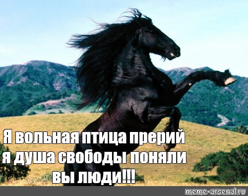 Песня стану птицей вольной. Темная лошадка мемы. Я птица Вольная. Вольный конь. Я Вольная птица стих.