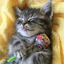 Создать мем: полосатый котенок, спящие котята, милые спящие котята