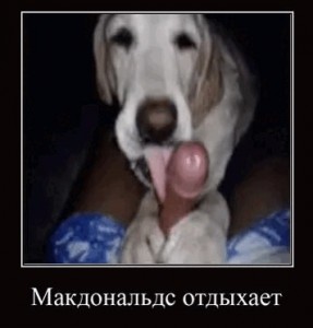 Create meme: dog friend, dog funny, dog fun