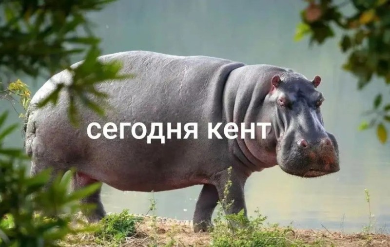 Create meme: hippopotamus hippopotamus, big Hippo, female hippopotamus