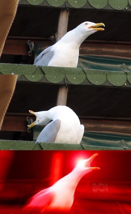 Create meme: laughing gull , neighing seagull, screaming Seagull