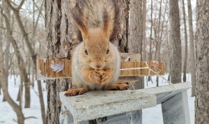 Create meme: forest squirrel, protein, squirrel in the Park