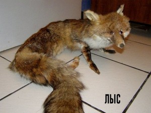 Создать мем: упоротый лис, чучело лиса фото, неудачное чучело лисы