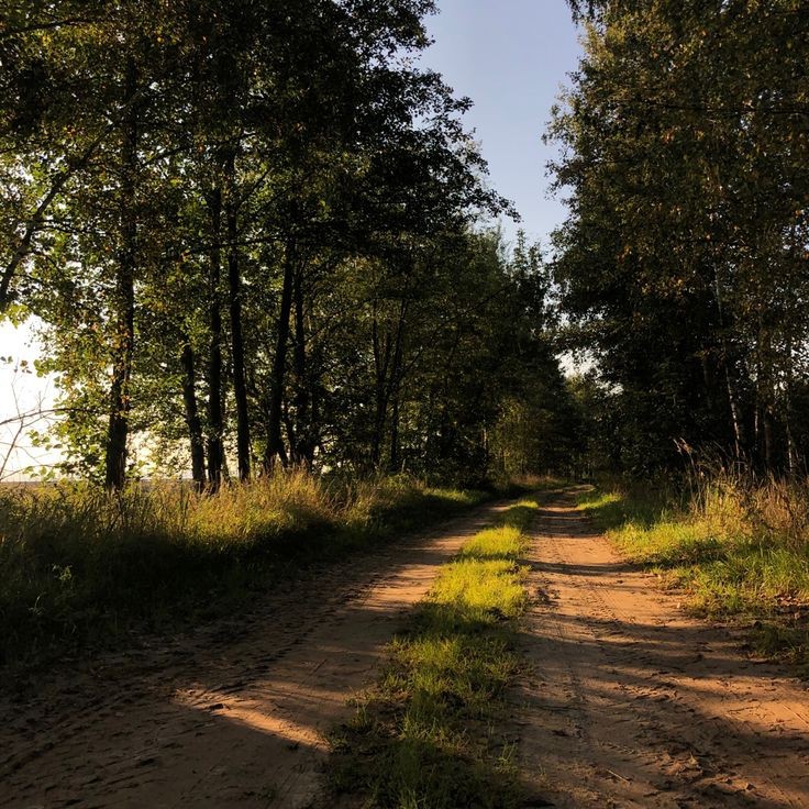 Create meme: the road field, background road in the forest, road 