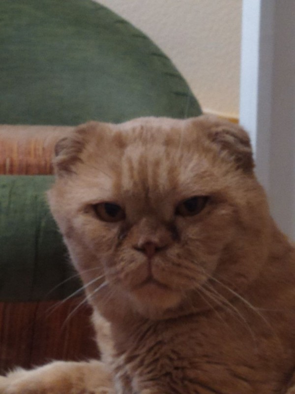 Create meme: Scottish fold cat, scottish fold cat red, scottish fold scottish