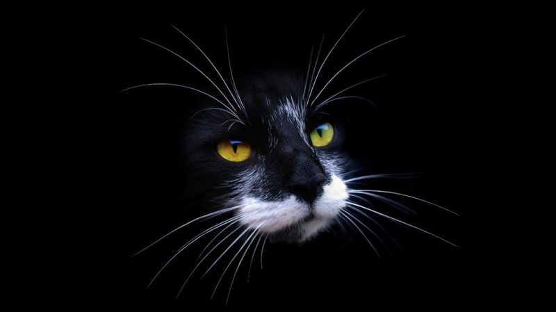 Создать мем: кот, черный фон с котом, морда черного кота