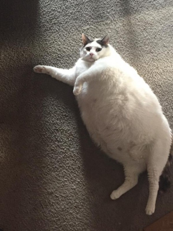 Create meme: fat cat , the fattest cats, fat cat 