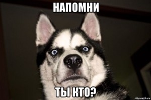 Создать мем: собака подозревака, хаска, я сибирский хаски мем