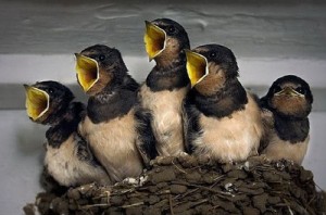 Создать мем: желторотик, ласточка гнездо птенцы, bird & bird
