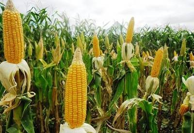 500+) Corn Field Background |2023| HD Photos & Images Download