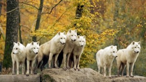 Create meme: forest animals, a pack of wolves, wolf attacks