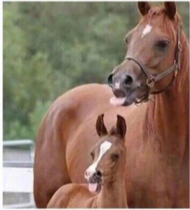 Создать мем: лошадь, любовь лошадей, лошадка мем