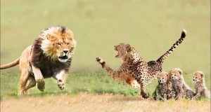 Create meme: Cheetah cub, funny cheetahs, Cheetah attack