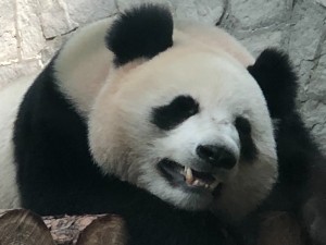 Создать мем: panda, панда, взрослая панда