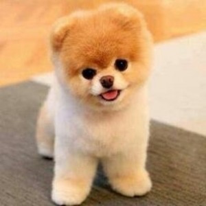 Create meme: Spitz Pomeranian bear type, the dog as a toy breed, dwarf Spitz Pomeranian haircut