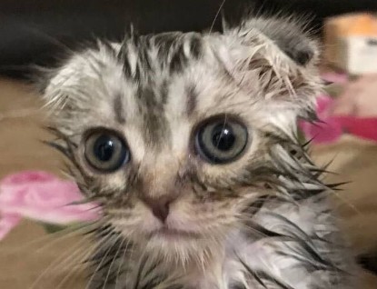 Create meme: cat , animals cute, wet cat