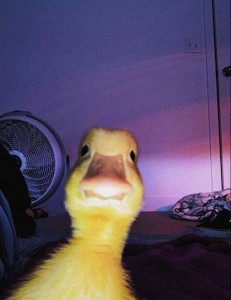 Create meme: funny ducklings, Twitter