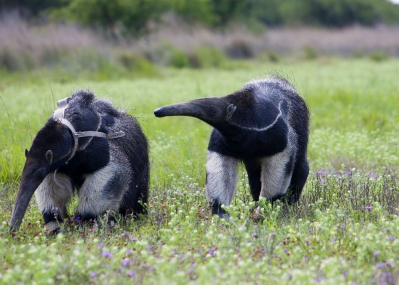 Create meme: dwarf anteater, an anteater animal, giant anteater