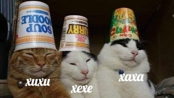 Создать мем: кот со стаканом на голове, кот мем, коты мемы