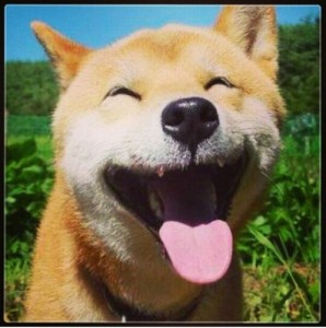 Create meme: happy dog, yawns, dog