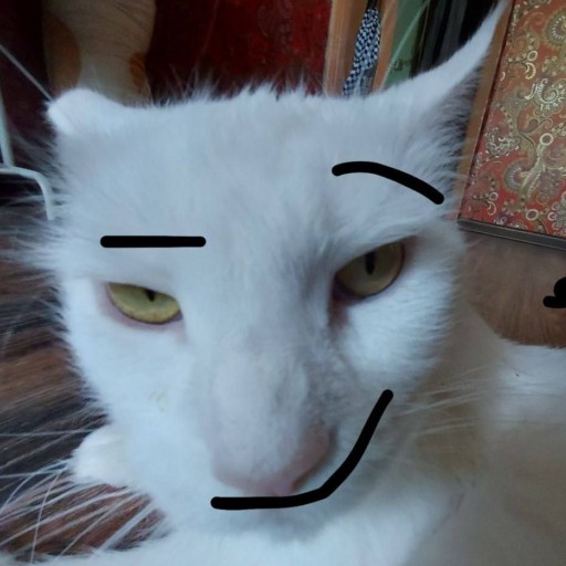 Create meme: the cat's muzzle, kitty , cat 