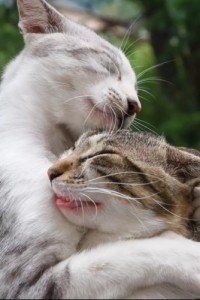 Create meme: embrace animals, cat, cats love pictures
