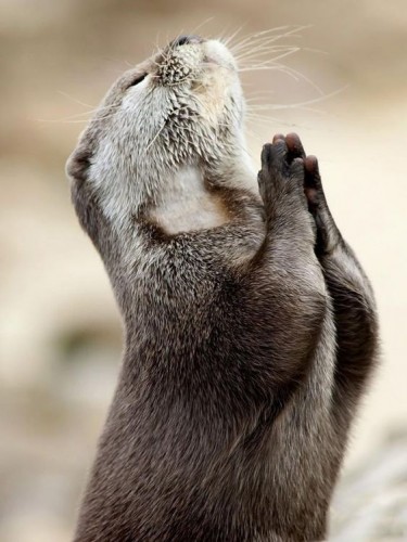 Create Meme Good Evening Give Me Strength God Give Me Strength Funny Otter Dancing Pictures Meme Arsenal Com